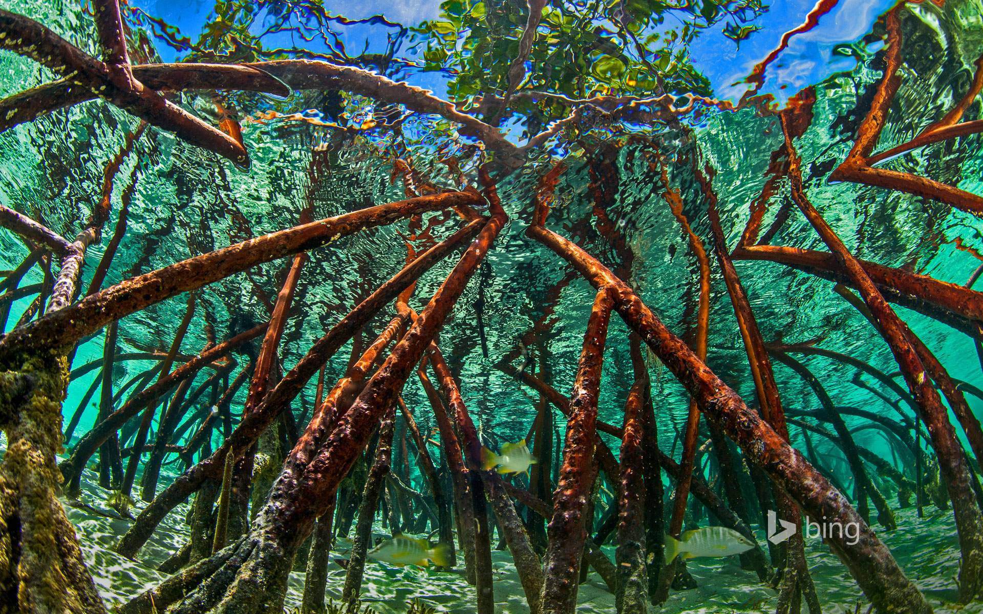 Mangroves Wallpapers Wallpaper Cave