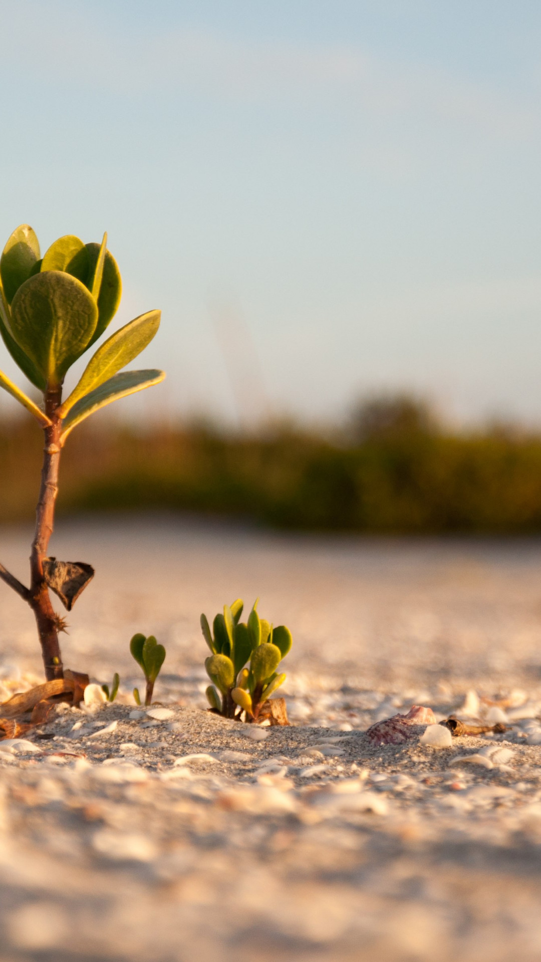 Download wallpaper: Mangrove on the sandy beach 1080x1920