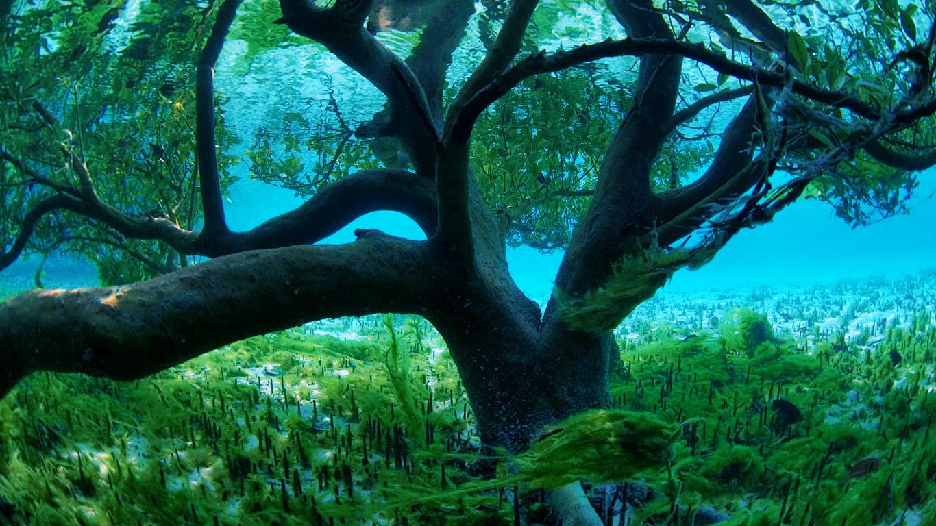 Sri Lanka to become first nation to protect all its mangroves. Beautiful tree, Beautiful flowers picture, Tree branch wallpaper