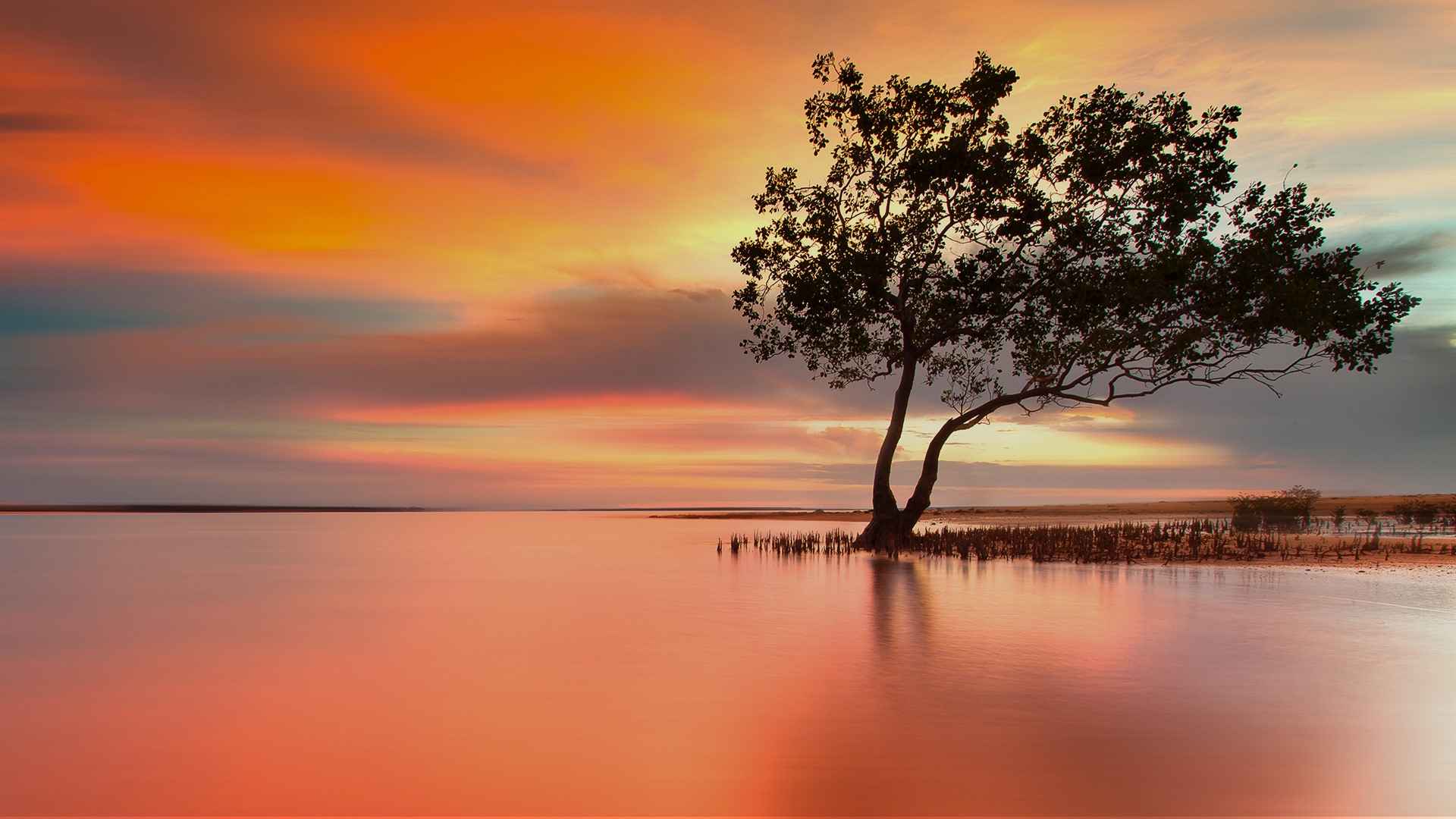 Escape from reality, mangroves at sunset, Darwin, Australia. Windows 10 Spotlight Image