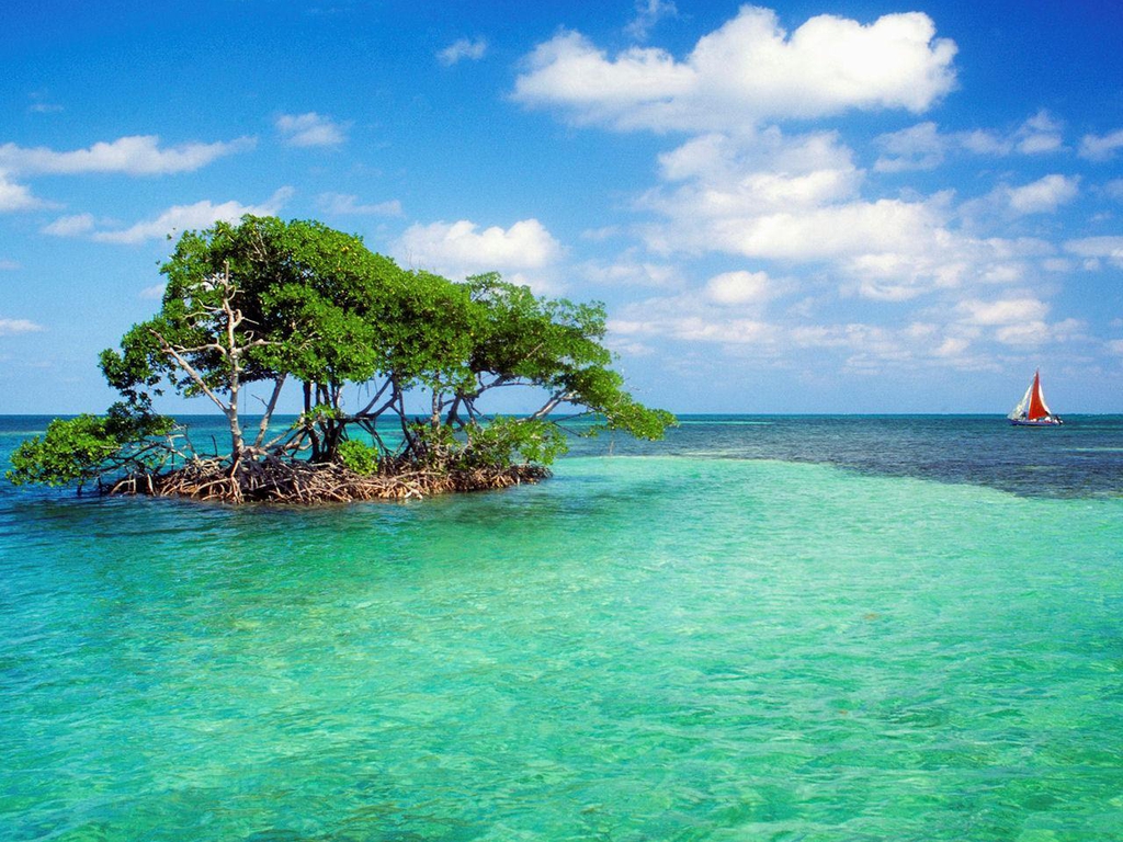 HD Wallpaper: mangrove tree HD wallpaper