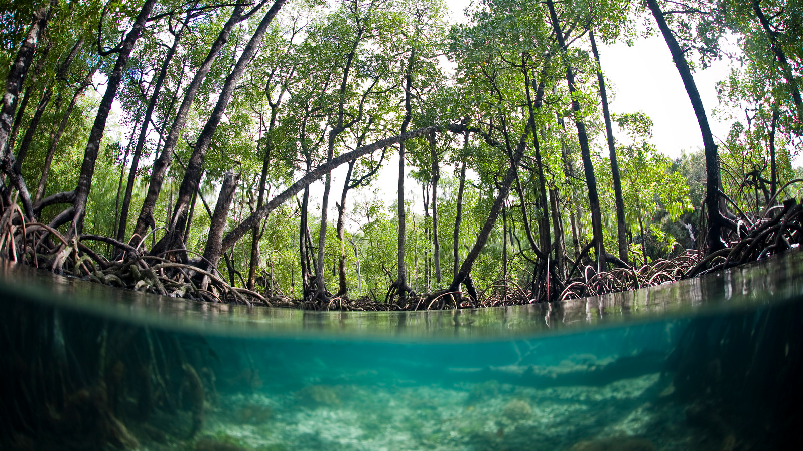 New Science: Mangroves as Incredible Carbon Stores