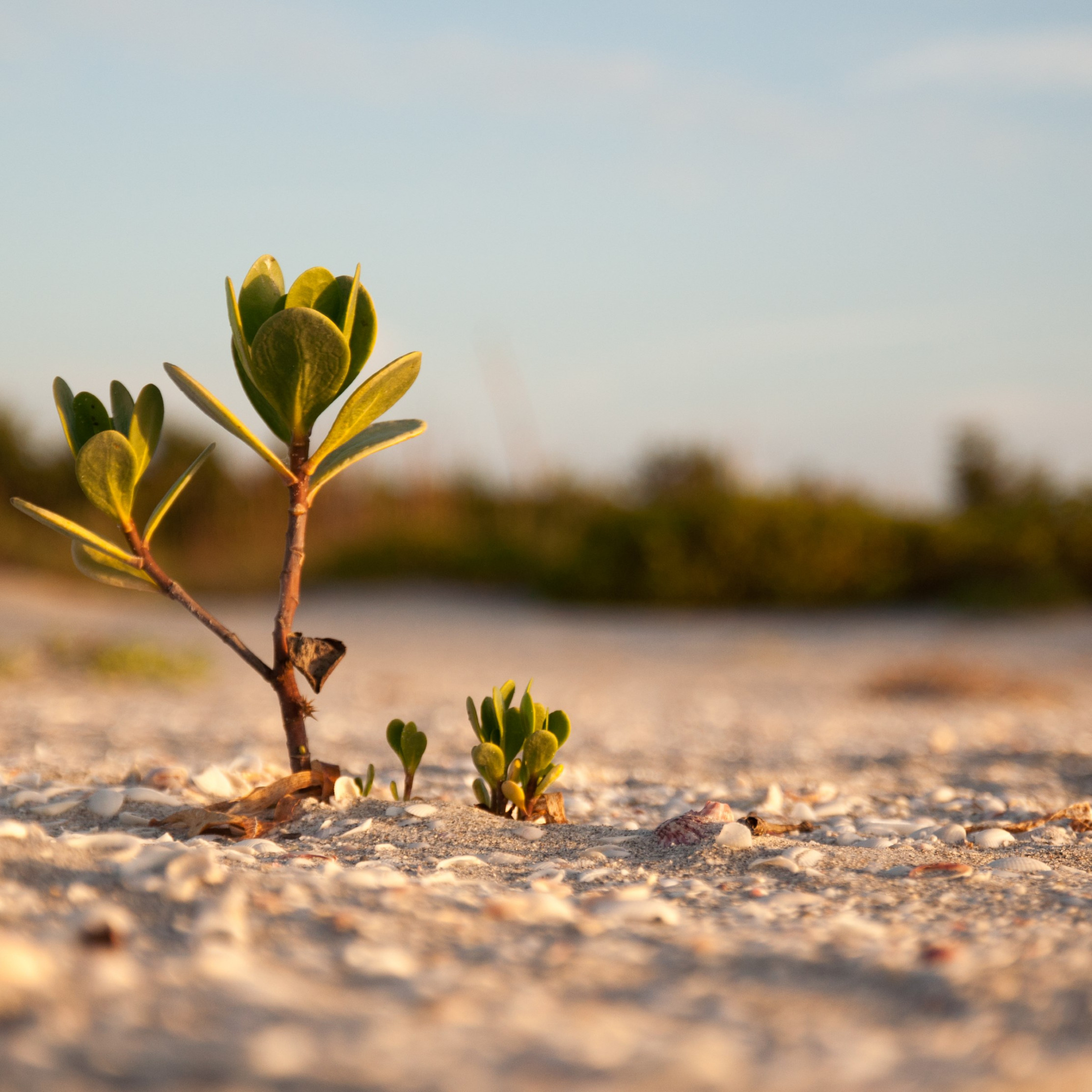 Download wallpaper: Mangrove on the sandy beach 2224x2224