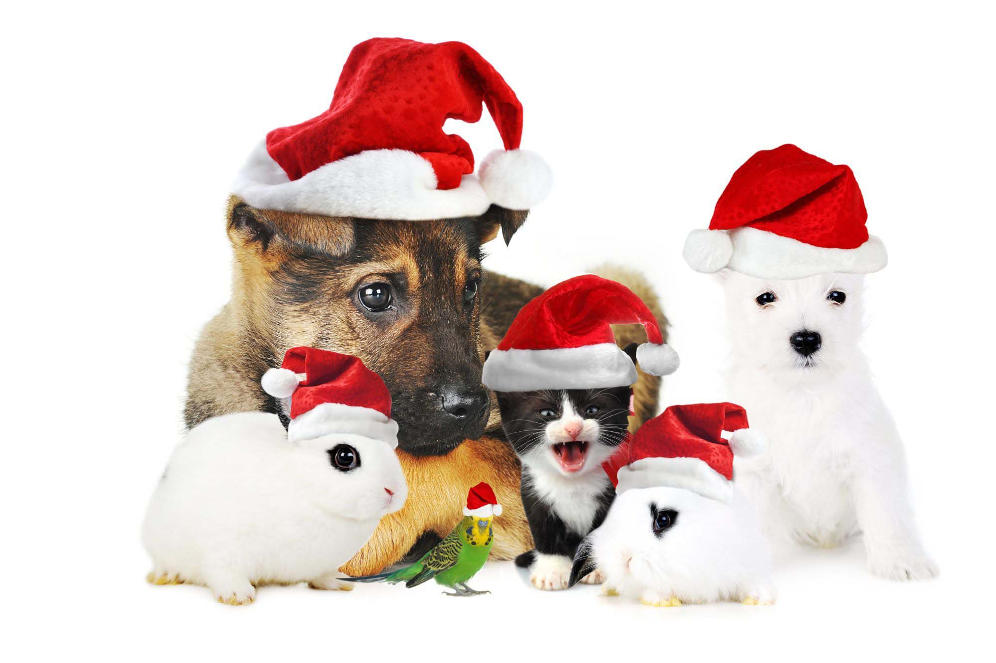 Pet wallpaper for Christmas ideas. christmas animals, christmas dog, cute animals
