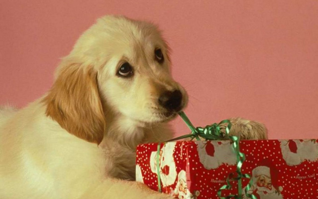 Christmas Puppy Background With Animals