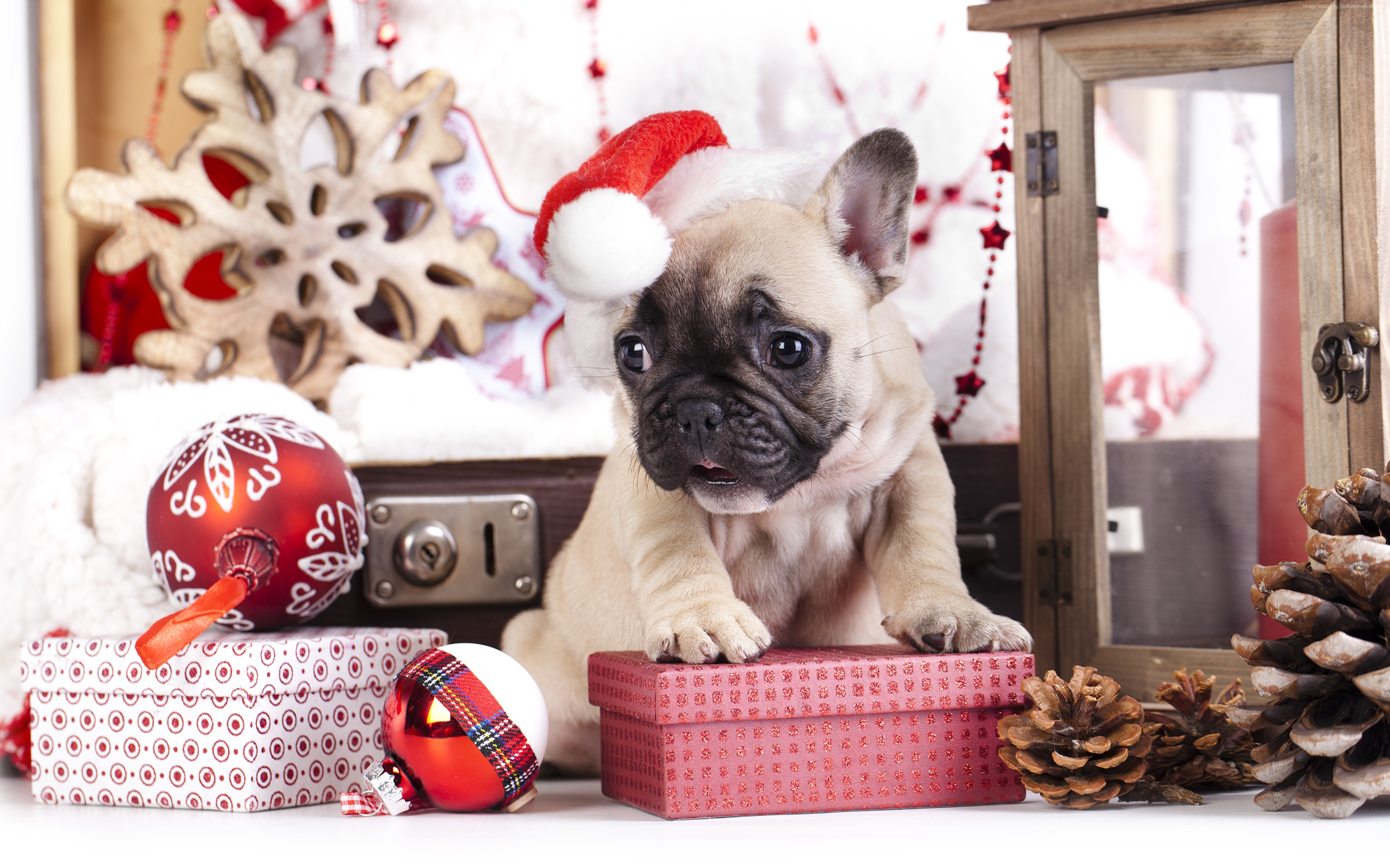 #cute animals, K, #Christmas, #puppy, #New Year HD Wallpaper