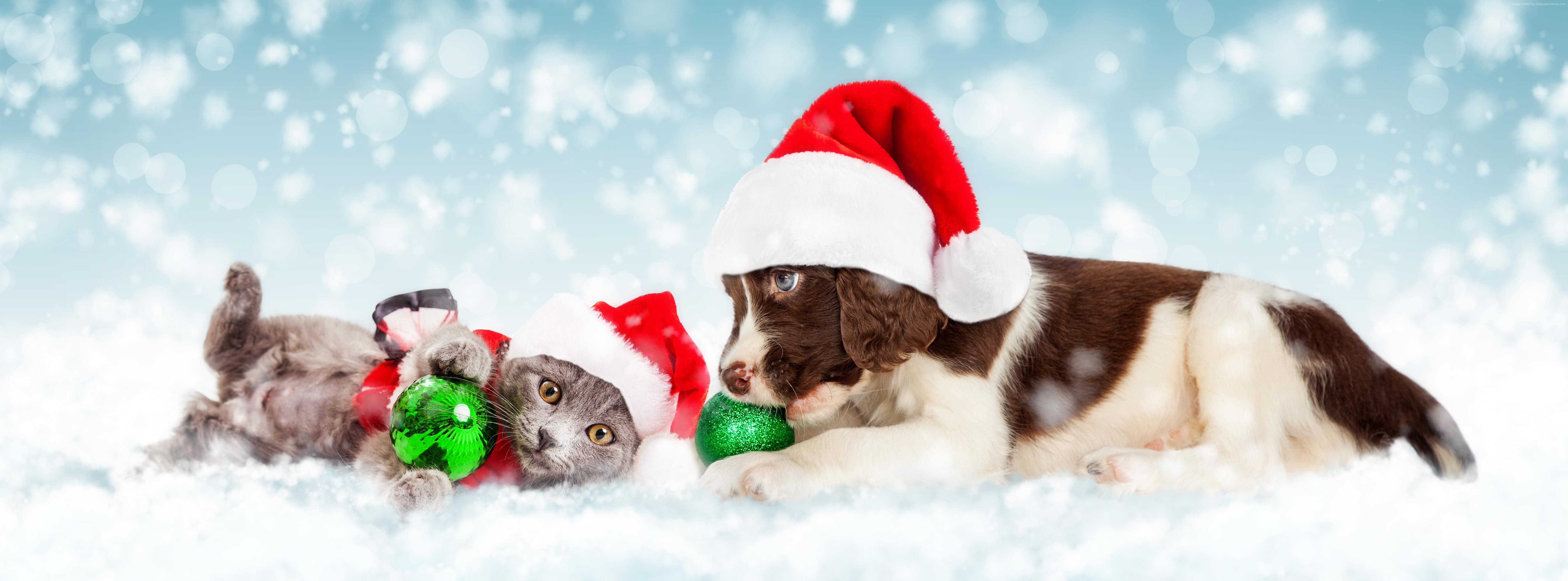 #New Year, #Christmas, K, #snow, #kitten, #cute animals, #puppy HD Wallpaper