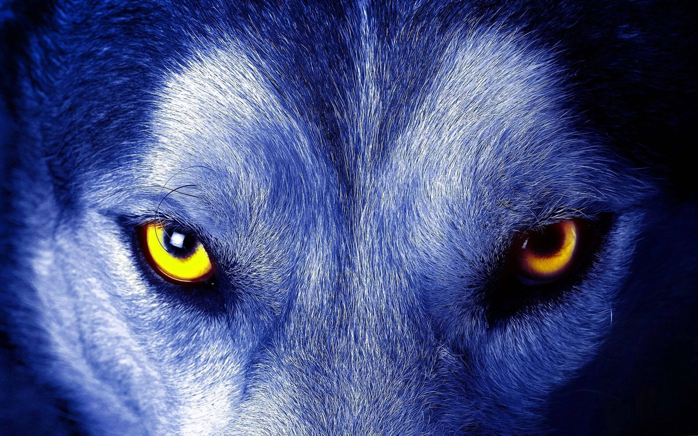 Wolf Wallpaper Yellow Eyes