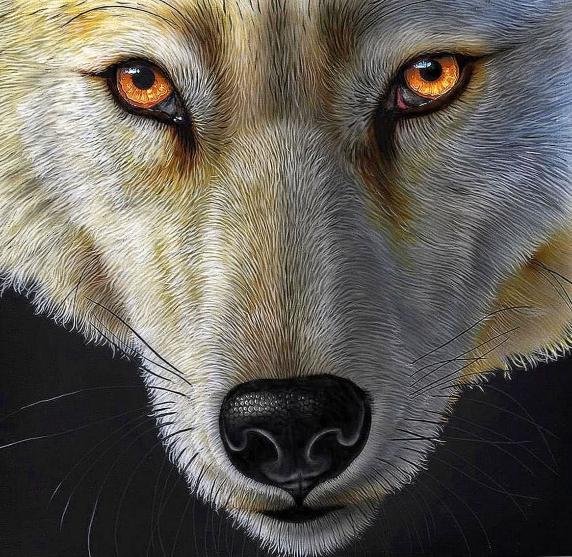 Yellow Wolf Wallpapers - Wallpaper Cave