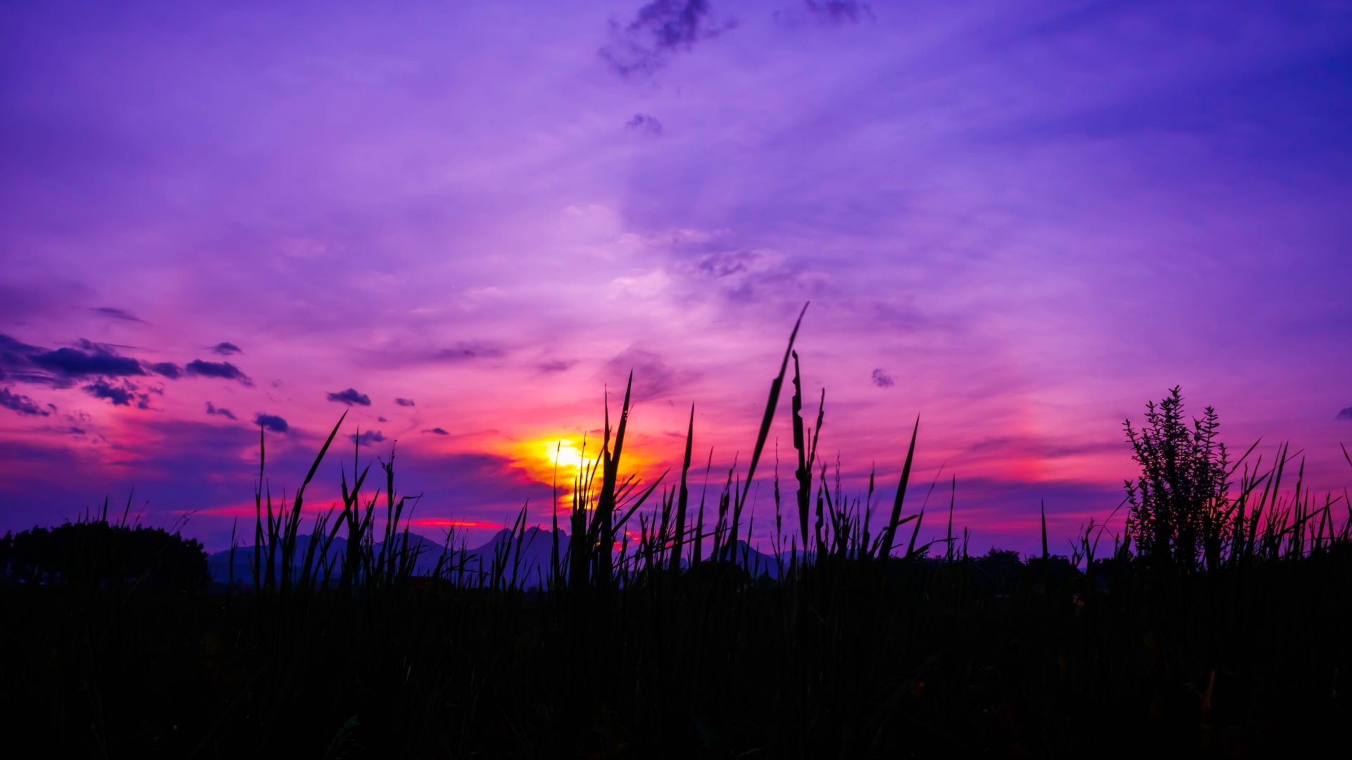 Desktop wallpaper twilight, sunset, purple sky, grass, HD image, picture, background, 3c06b1