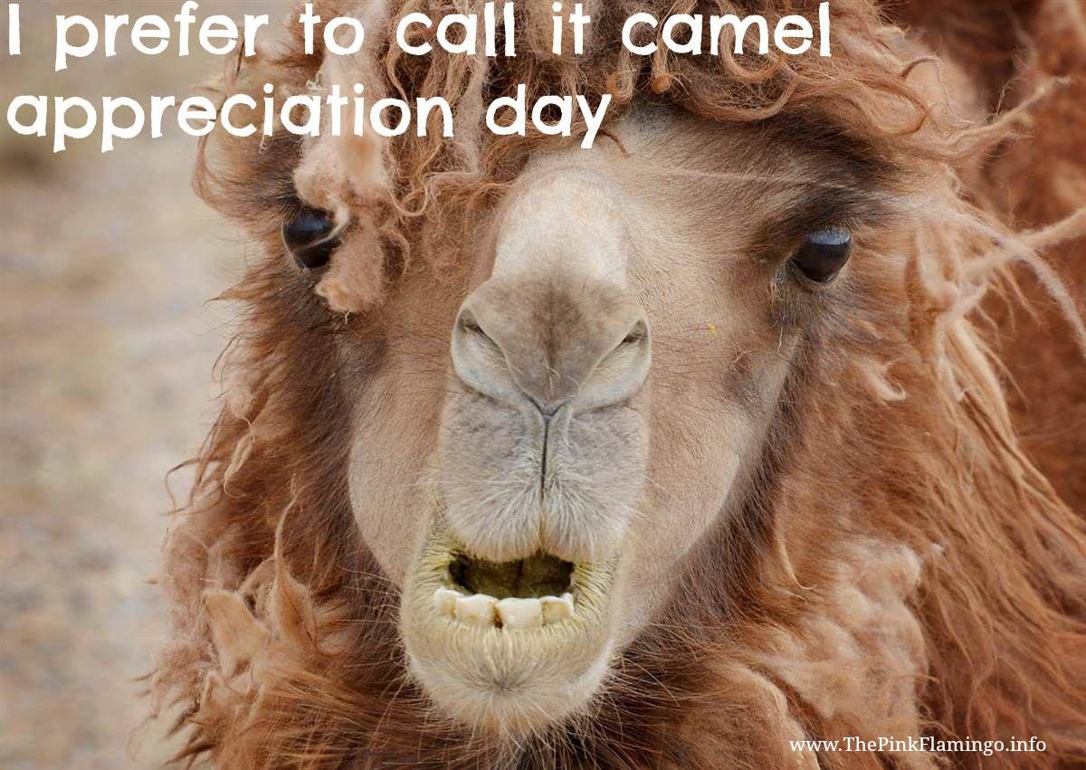 Happy Humpday ideas. hump day humor, hump day quotes, wednesday hump day