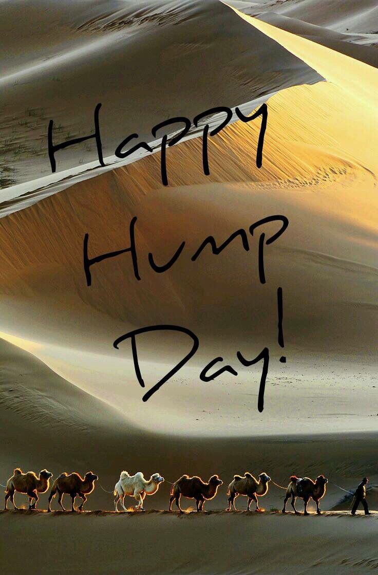 Happy Hump Day Image With Camels. Hump day image, Hump day humor, Happy day quotes