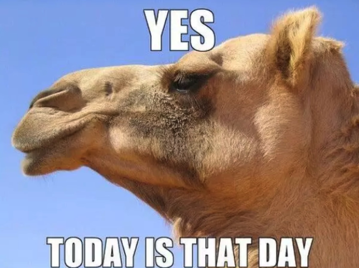 Hilarious Hump Day Memes To Help You Get to the Weekend