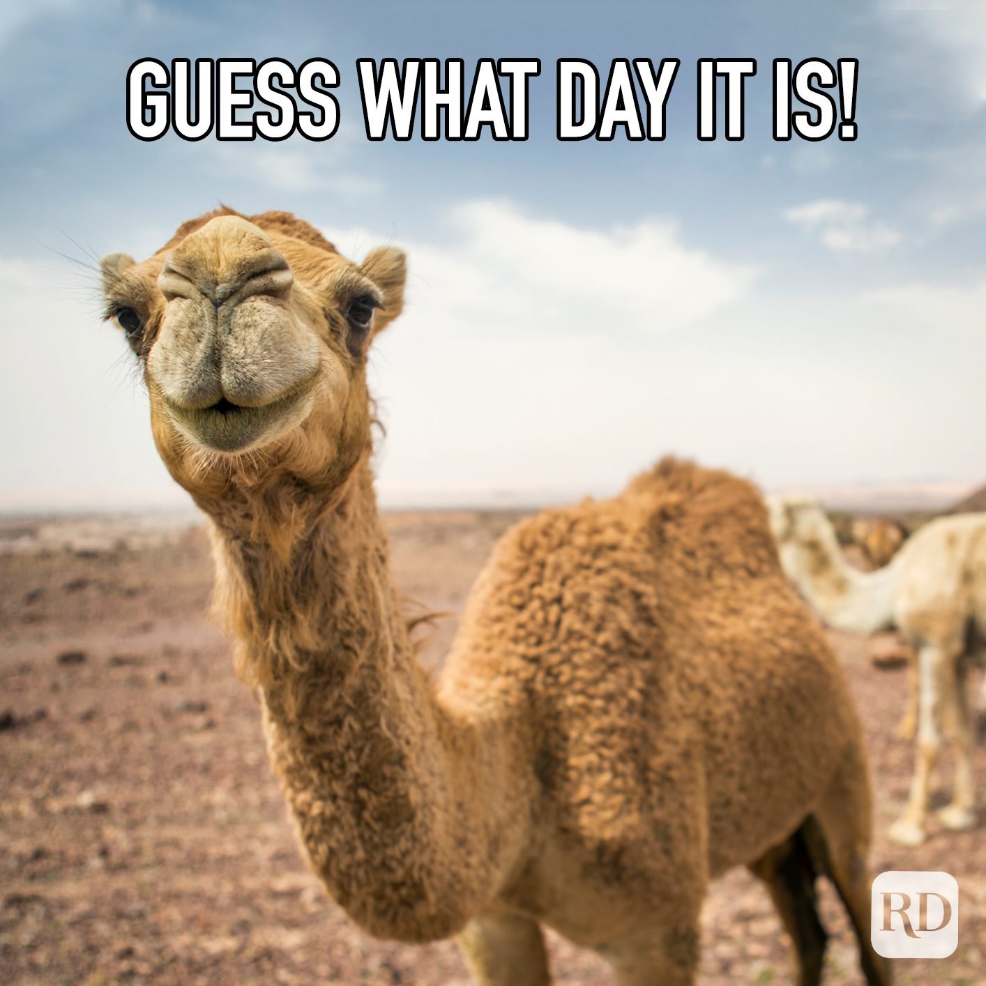 Best Hump Day Memes That Make Wednesdays Bearable. Reader's Digest