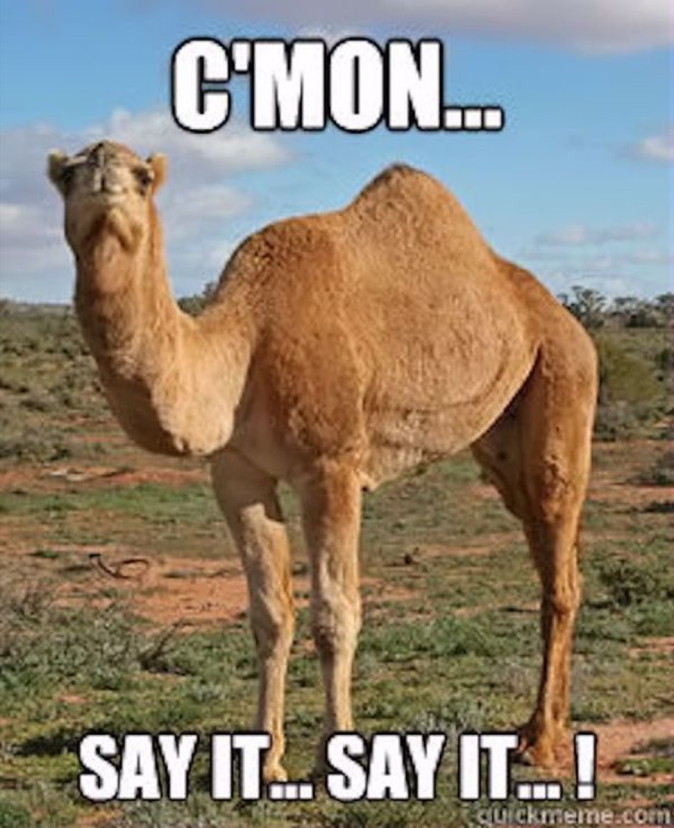 Hilarious Hump Day Memes To Help You Get to the Weekend