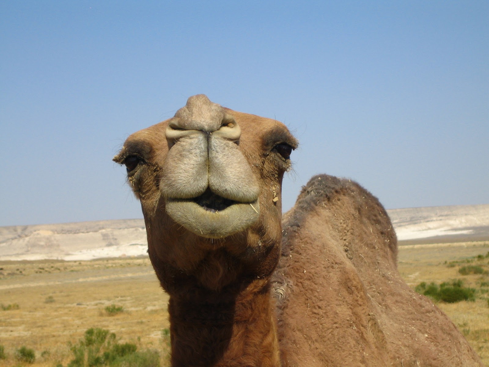 Hump Day Camels HD Wallpaper