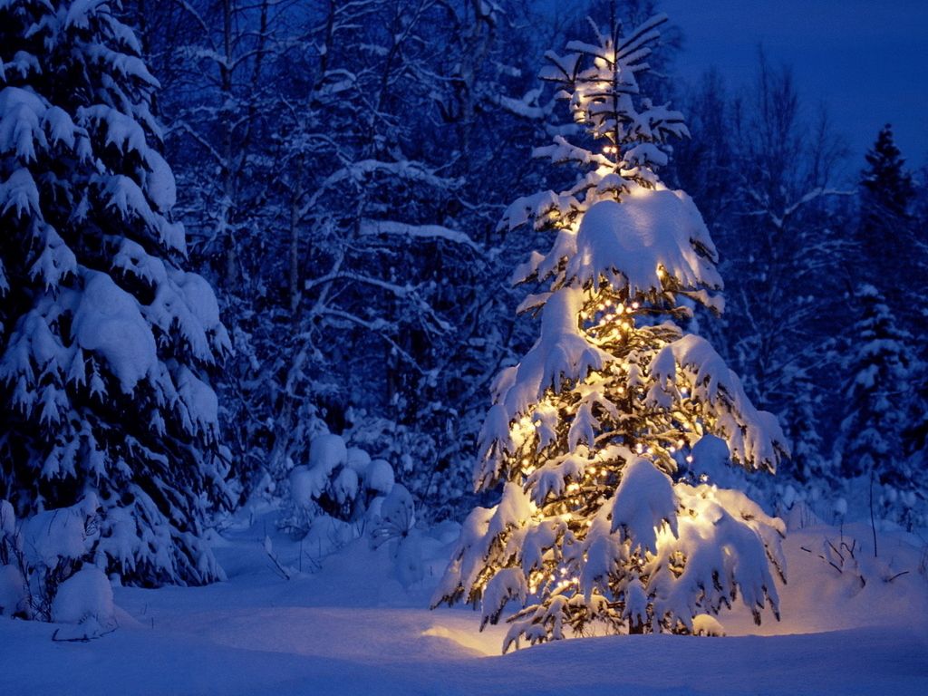 Winter Wallpaper: Winter wallpaper. Christmas tree picture, Christmas tree image, Beautiful christmas trees