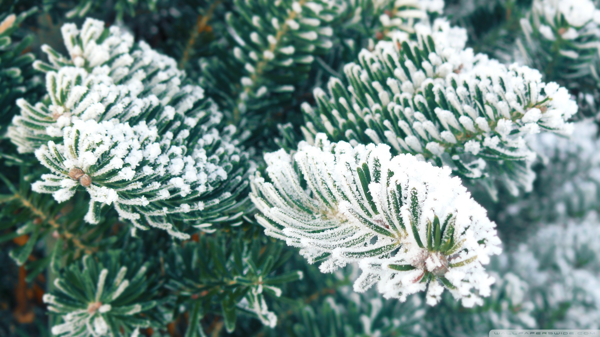 Frosted Christmas Trees Wallpapers - Wallpaper Cave