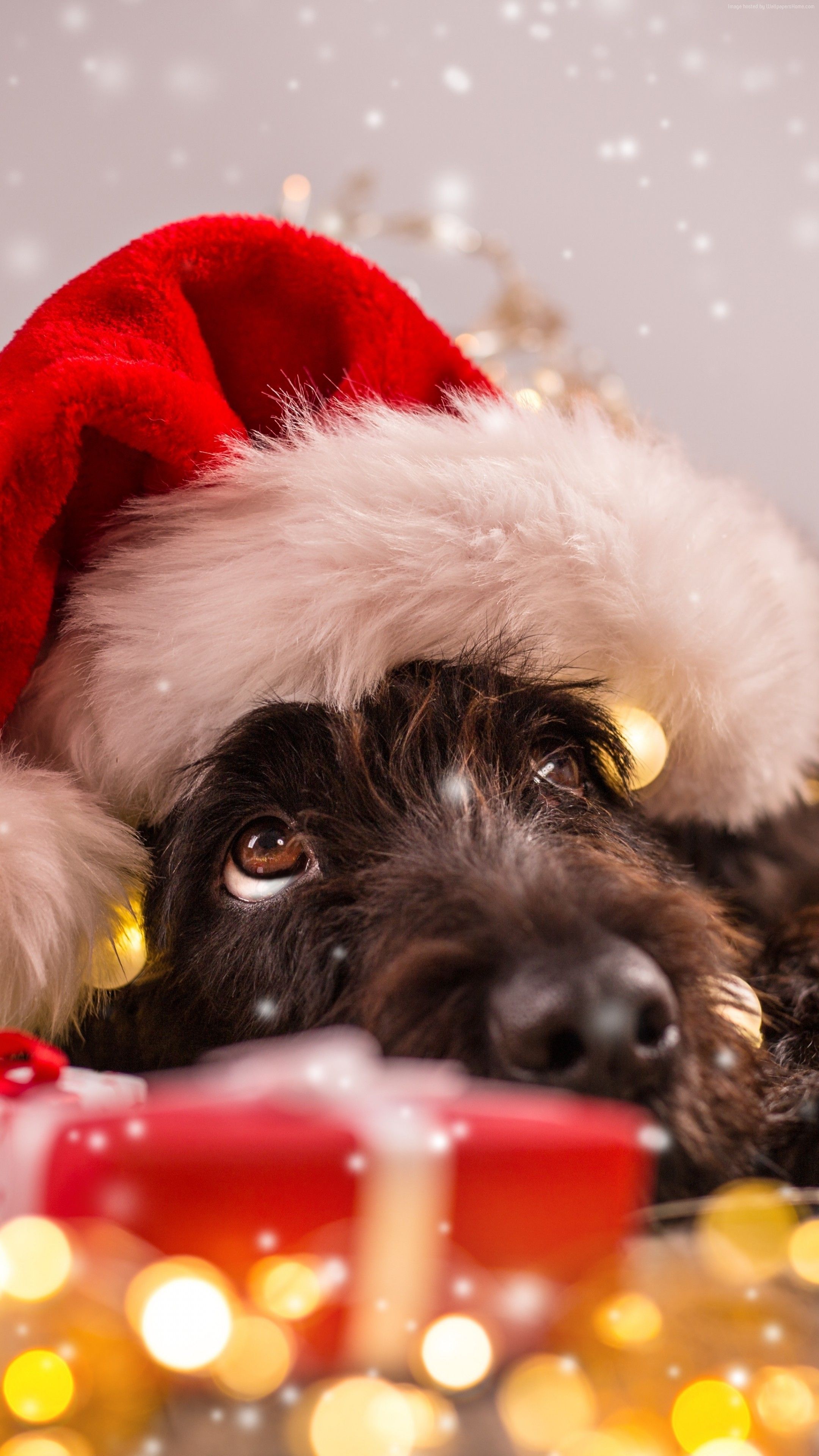 Christmas Dog iPhone Wallpapers - Wallpaper Cave