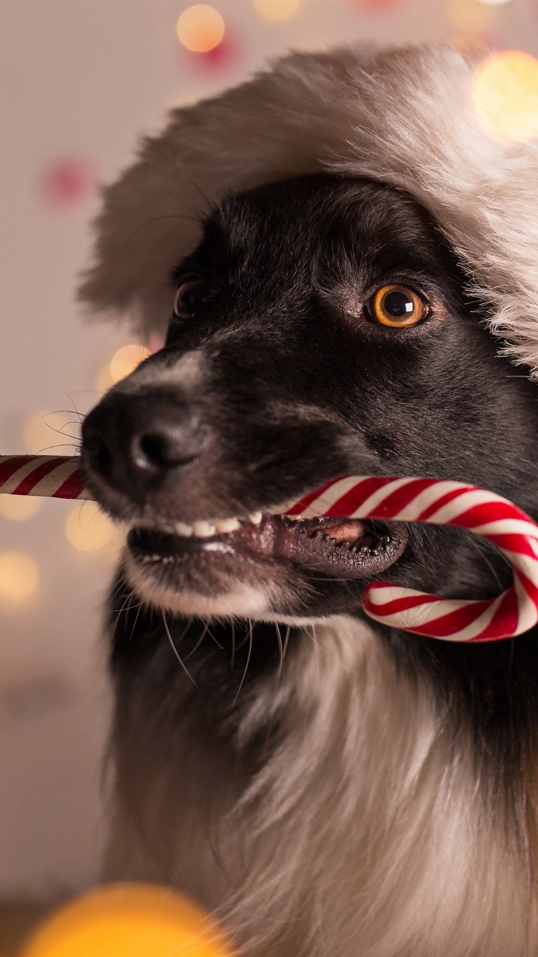 Christmas dog 1080P 2K 4K 5K HD wallpapers free download  Wallpaper  Flare