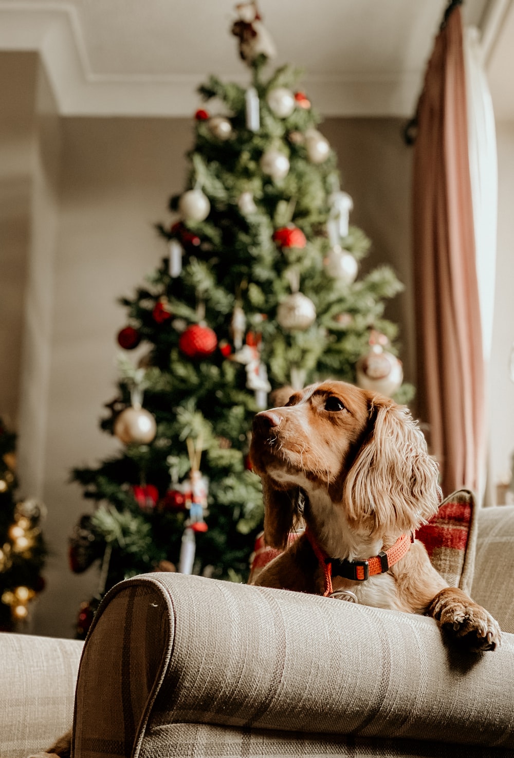 Christmas Dog Picture. Download Free Image