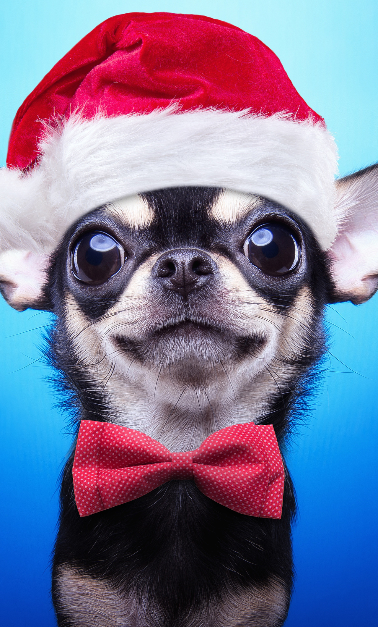 Christmas Puppy iPhone HD 4k Wallpaper, Image, Background, Photo and Picture