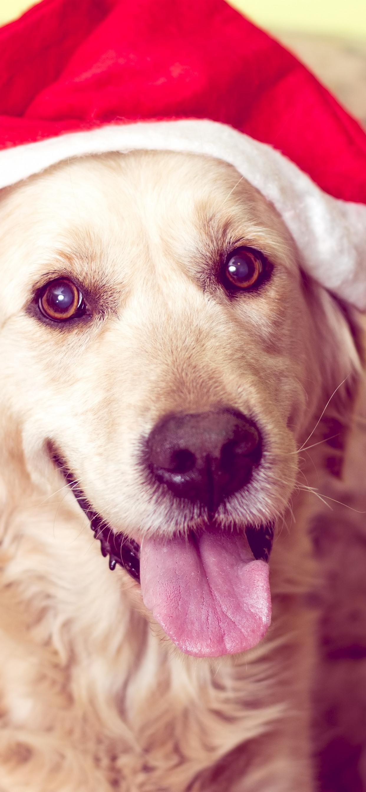 Wallpaper Cute dog, look, Christmas hat 3840x2160 UHD 4K Picture, Image