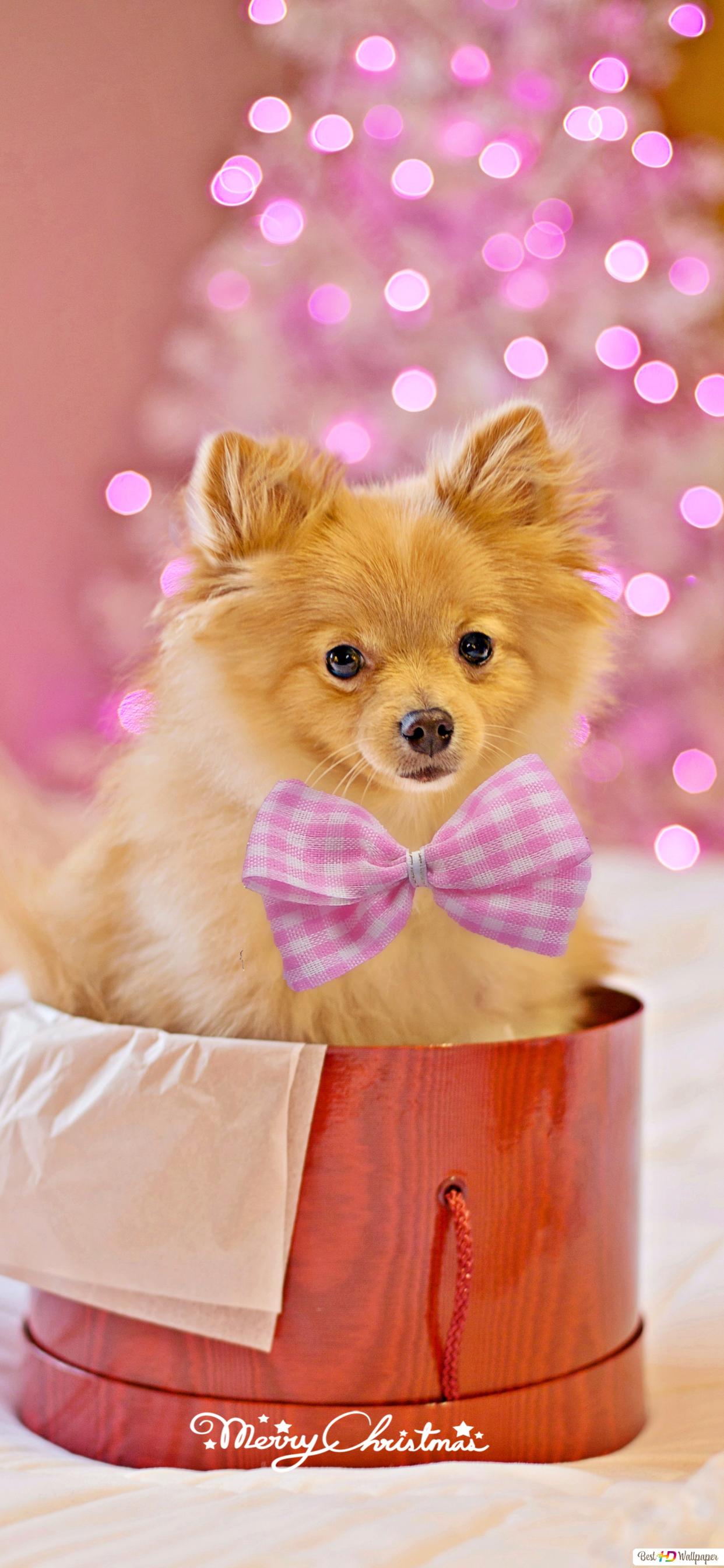 Cutest pet puppy as a gift on holidays with pink lights as background HD wallpaper download