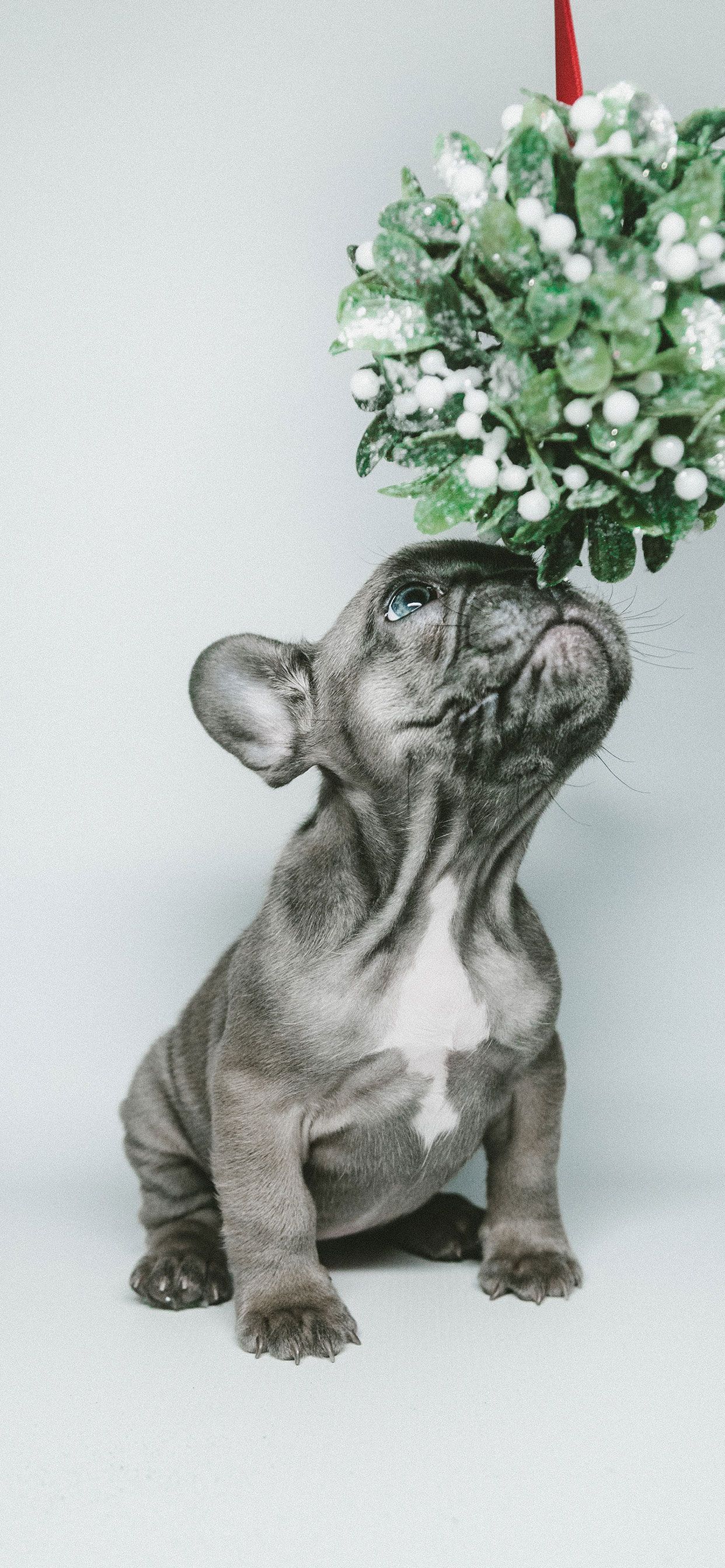 Christmas Card With Dogs Ideas