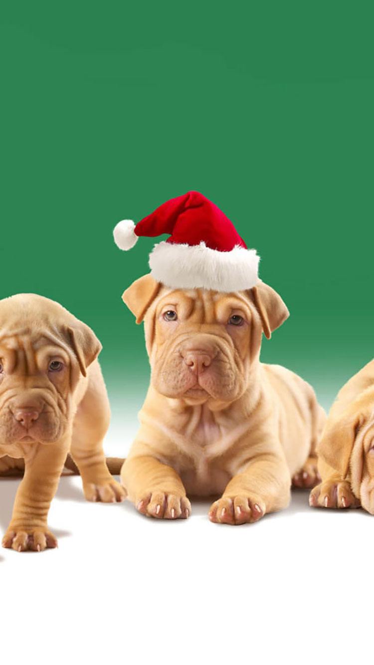 Dog iPhone Wallpaper Christmas Quotes HD Wallpaper