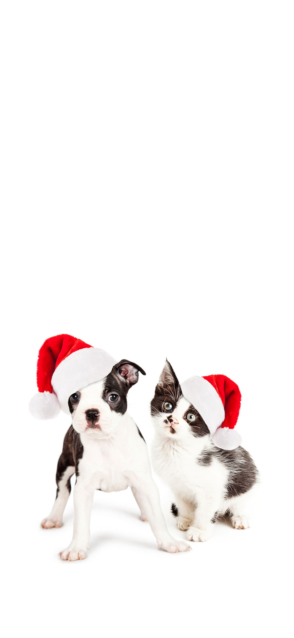 Cat And Dog Christmas Wallpaper