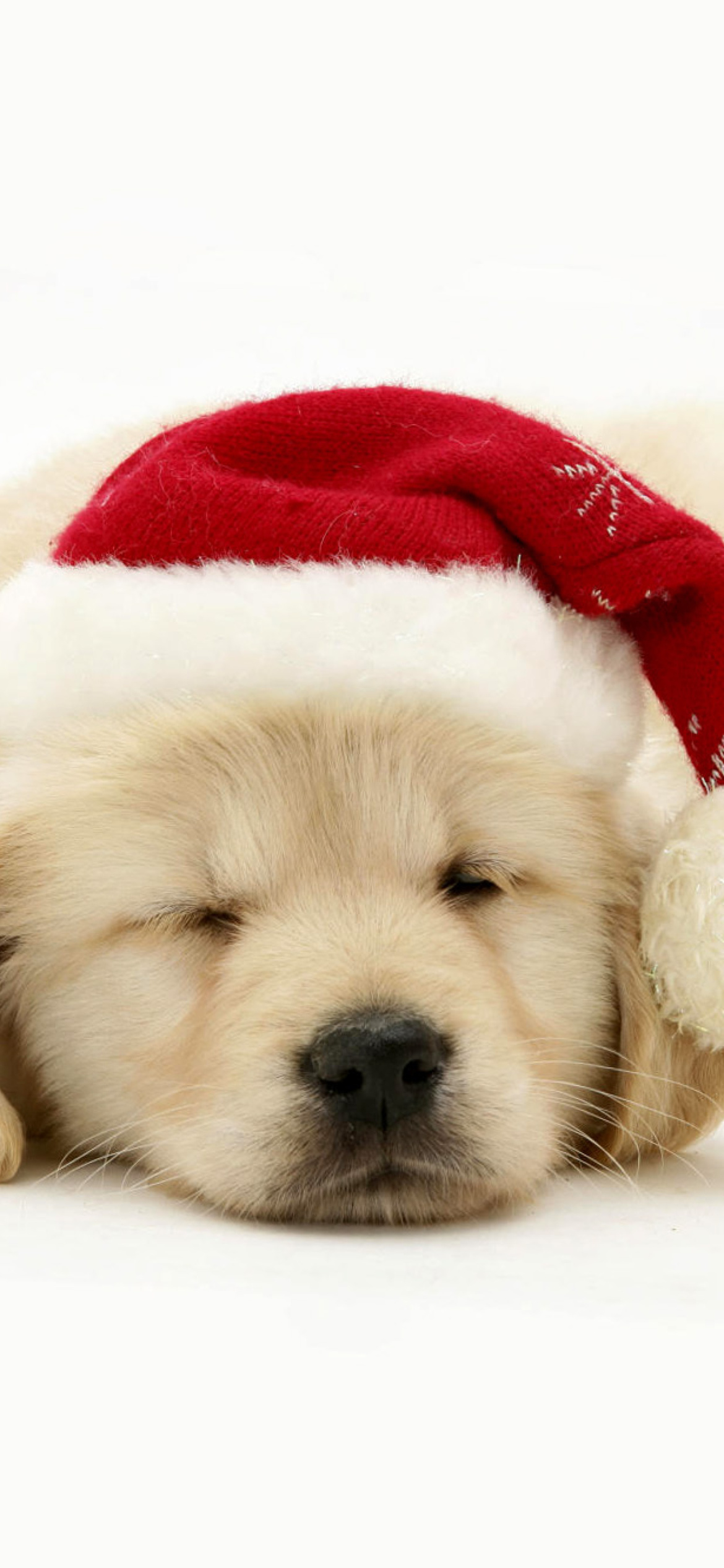 Christmas Dog Wallpaper for iPhone 11 Pro