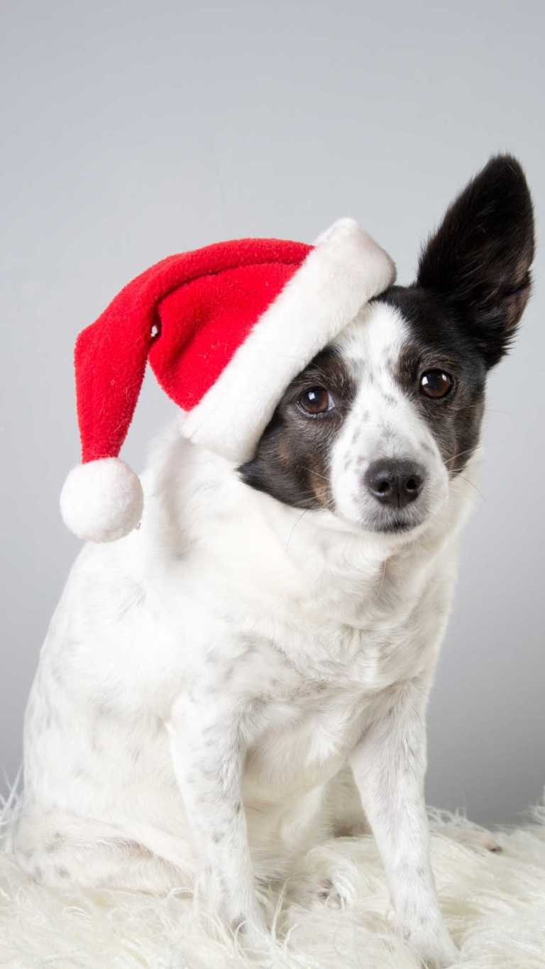 Christmas Wallpaper For iPhone