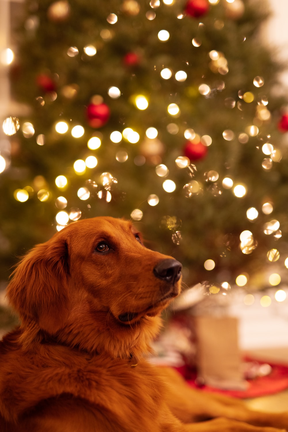 Christmas Dog Picture. Download Free Image