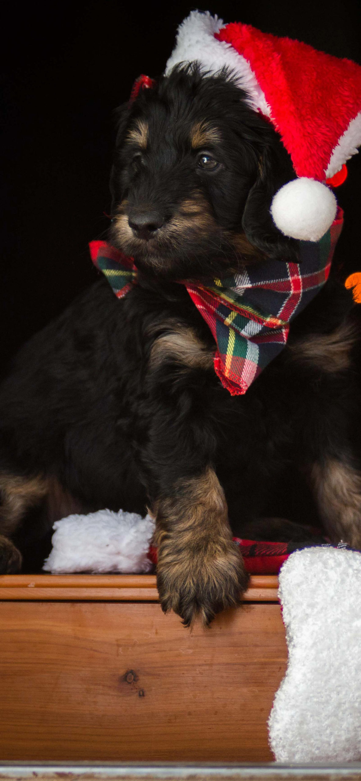 Christmas Dog Wallpaper for iPhone 11, Pro Max, X, 8, 7, 6