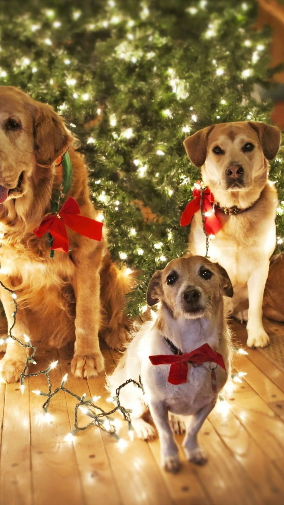 Dogs Waiting for Santa wallpaper, puppy, cute dogs, funny background, christmas lights • Wallpaper For You HD Wallpaper For Desktop & Mobile