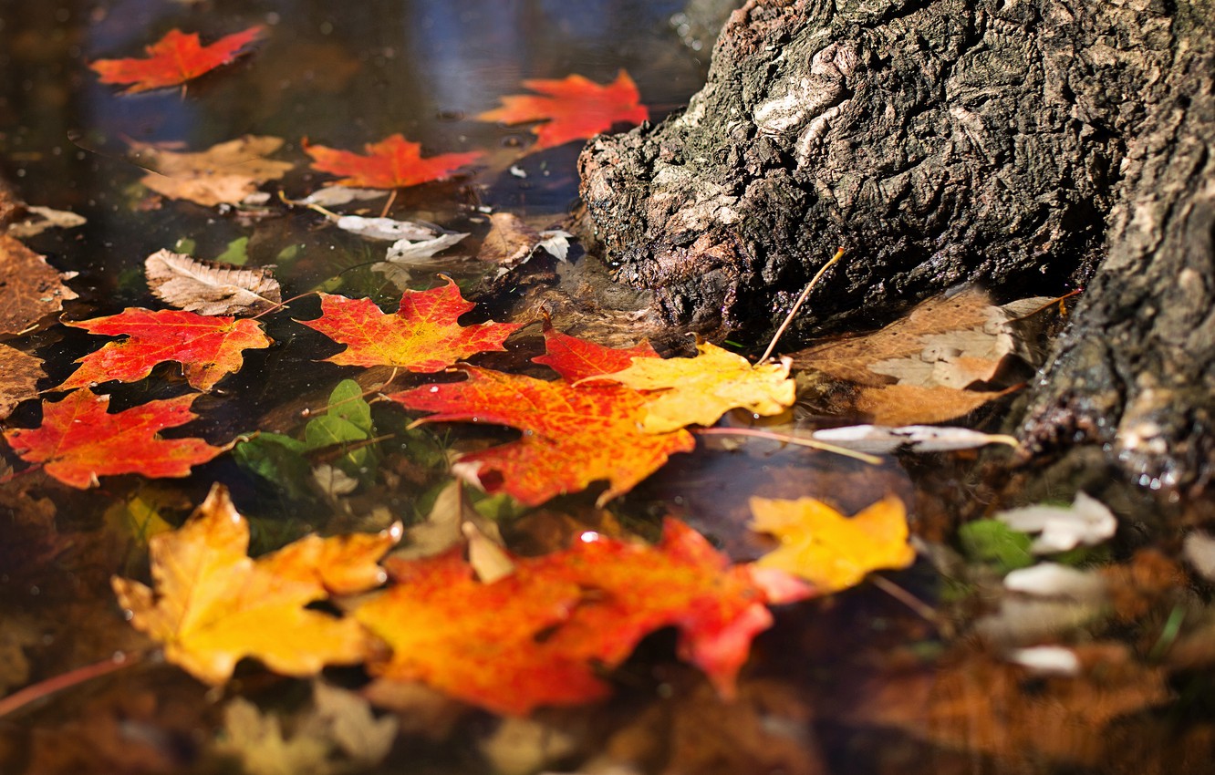 Wallpaper autumn, leaves, water, pond, tree, pond, maple, autumn leaves, swim image for desktop, section природа