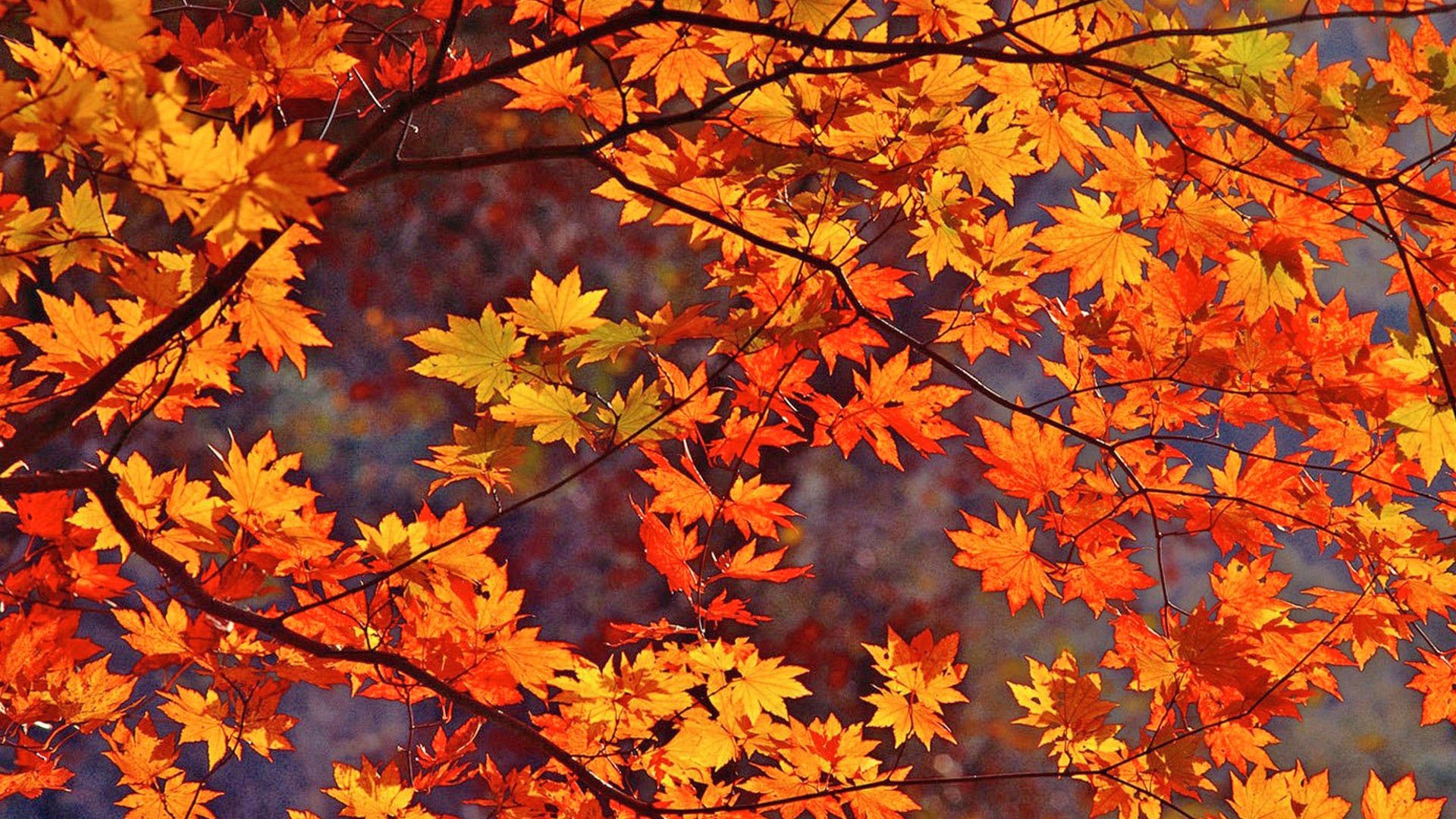 Autumn Leaves Background Wallpaper 1920x1080
