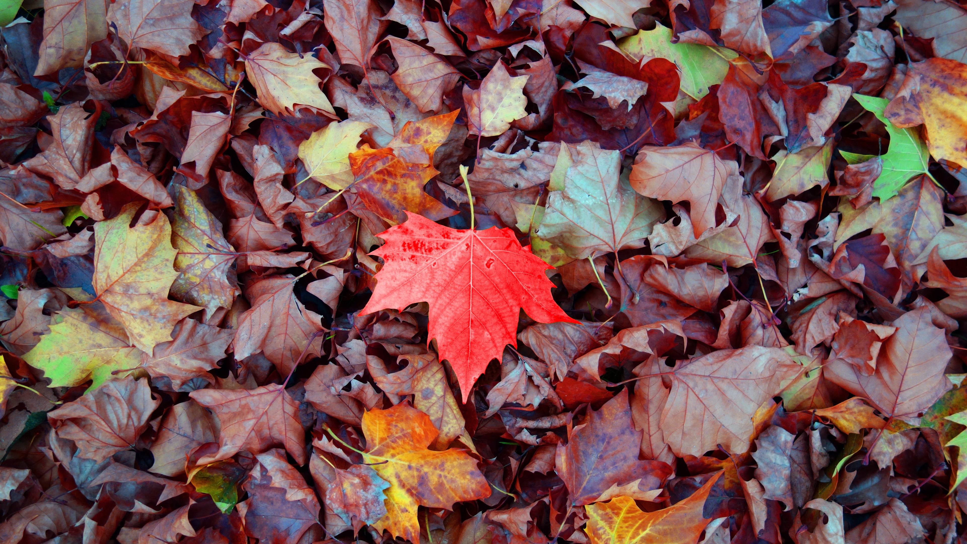 Wallpaper 4k maple, autumn, leaves, fallen 4k Wallpaper