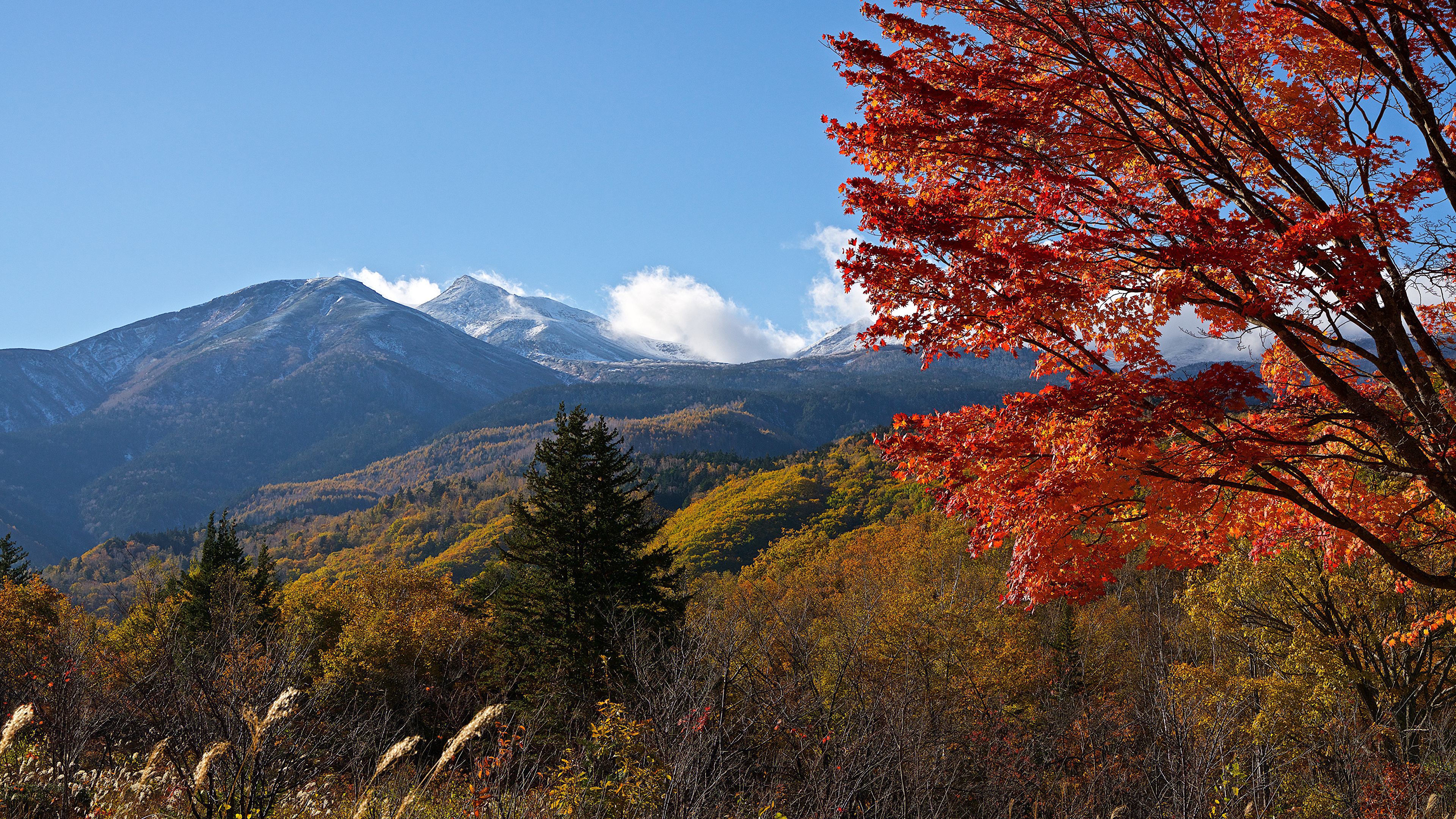 Desktop Wallpaper Japan Mount Norikura Spruce Autumn 3840x2160