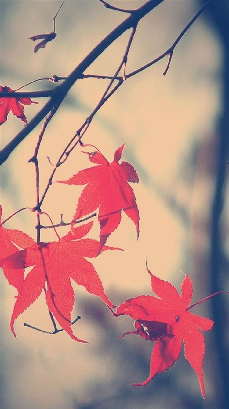 Autumn Romance Maple Leaf Branch iPhone 8 Wallpaper Free Download