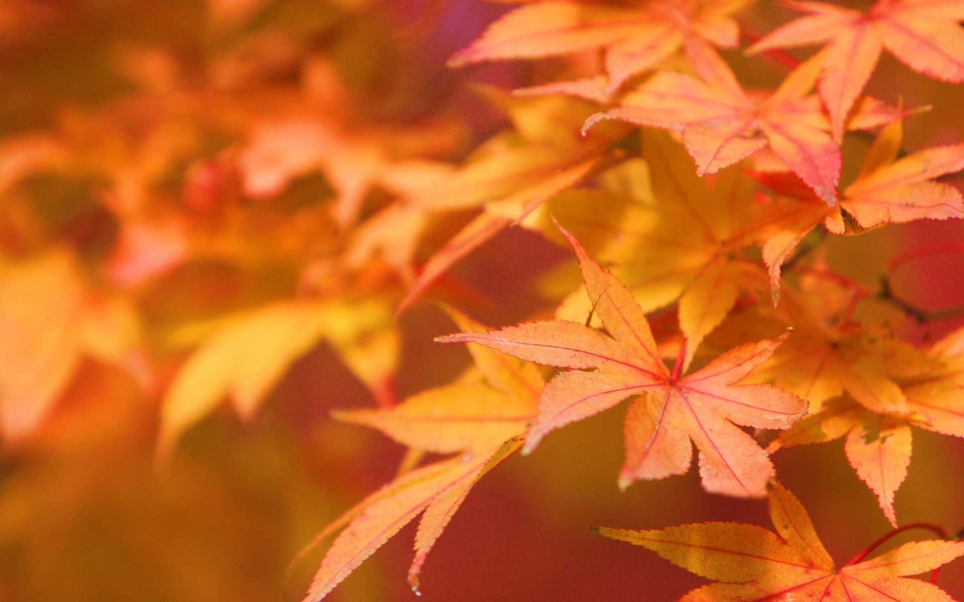 Autumn Leaves Leaves Wall Paper