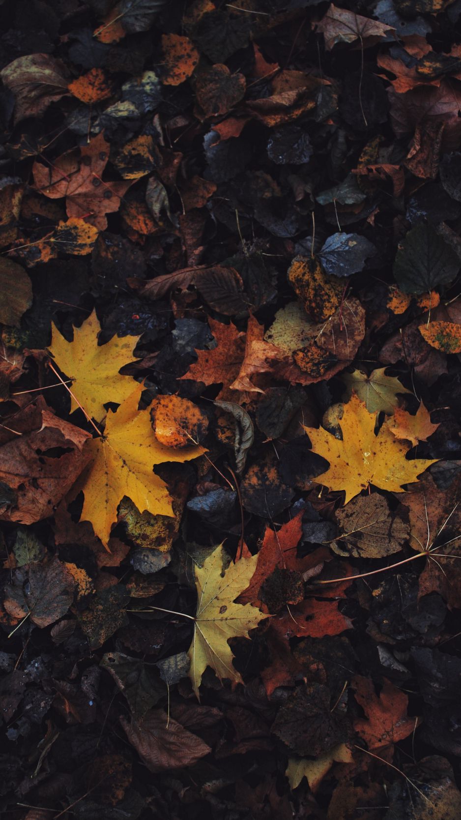 Download Wallpaper 938x1668 Leaves, Maple Leaf, Autumn Iphone 8 7 6s 6 For Parallax HD Background