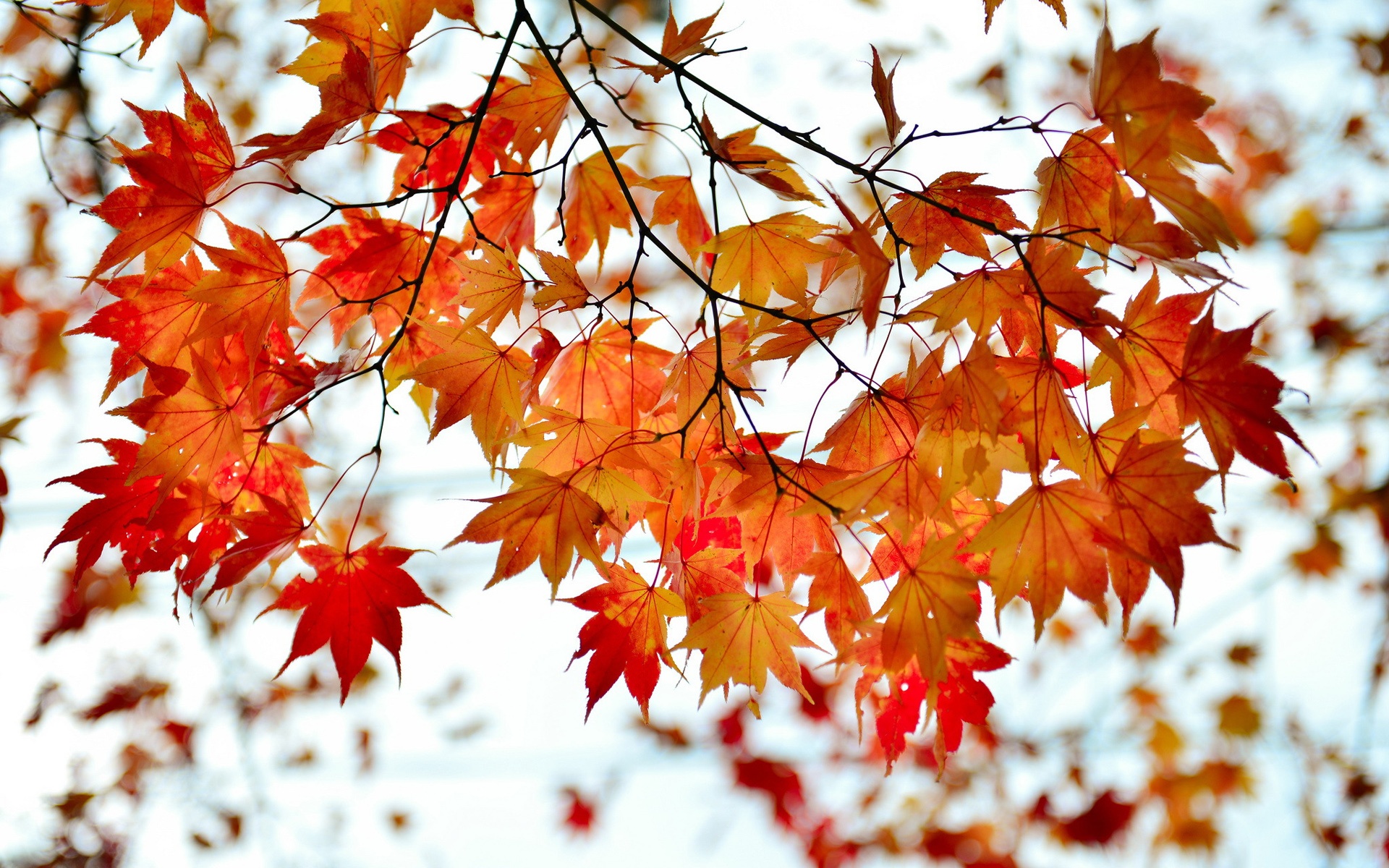 Wallpaper Autumn branch red maple leaves 1920x1200 HD Picture, Image