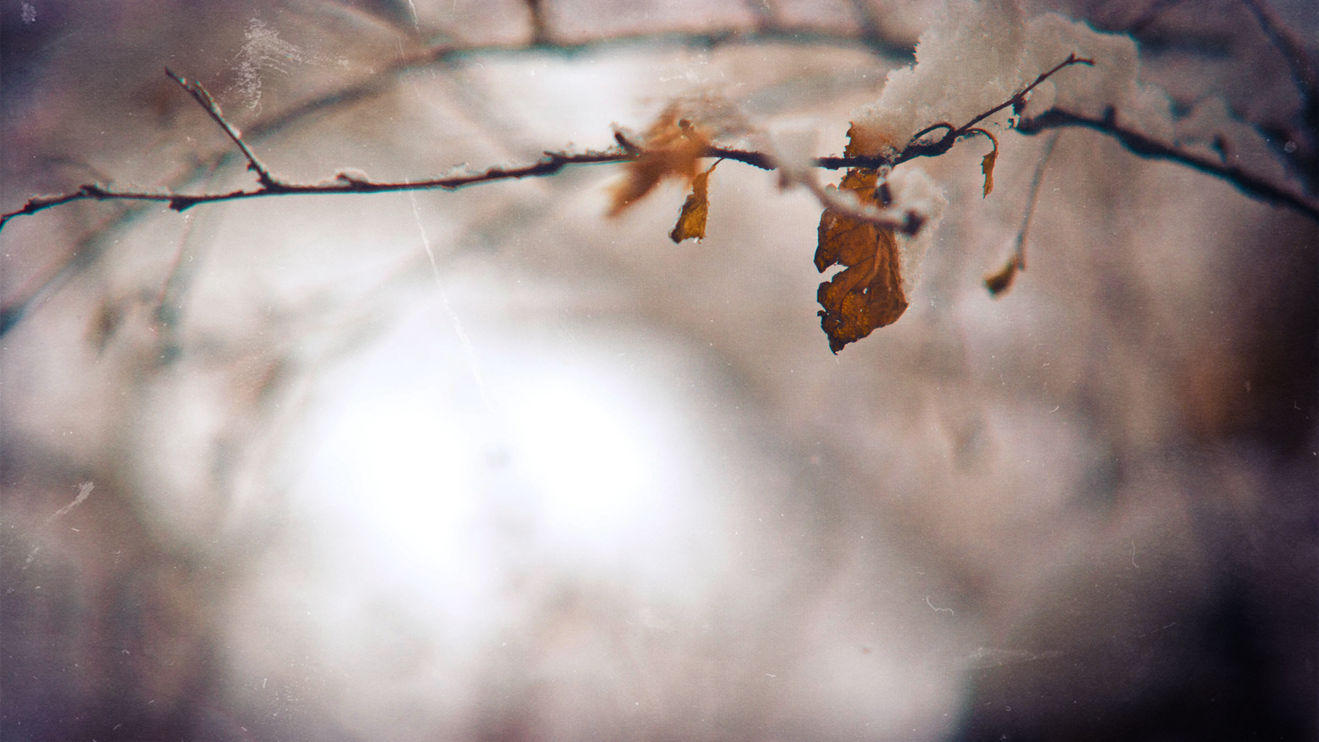 Wallpaper, grunge, plants, macro, winter, snow, leaves 1920x1080
