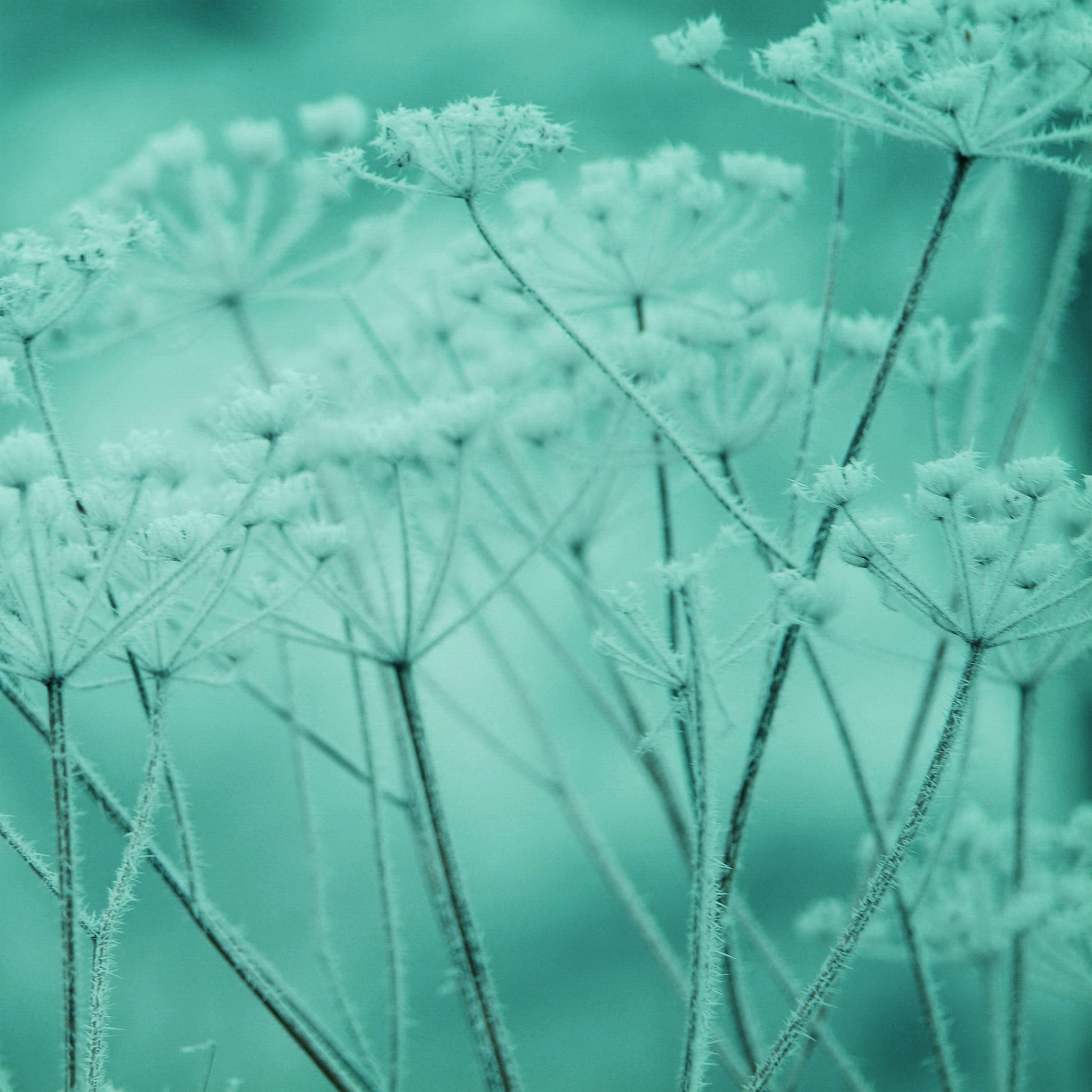 Ipad Snow Winter Flower Green