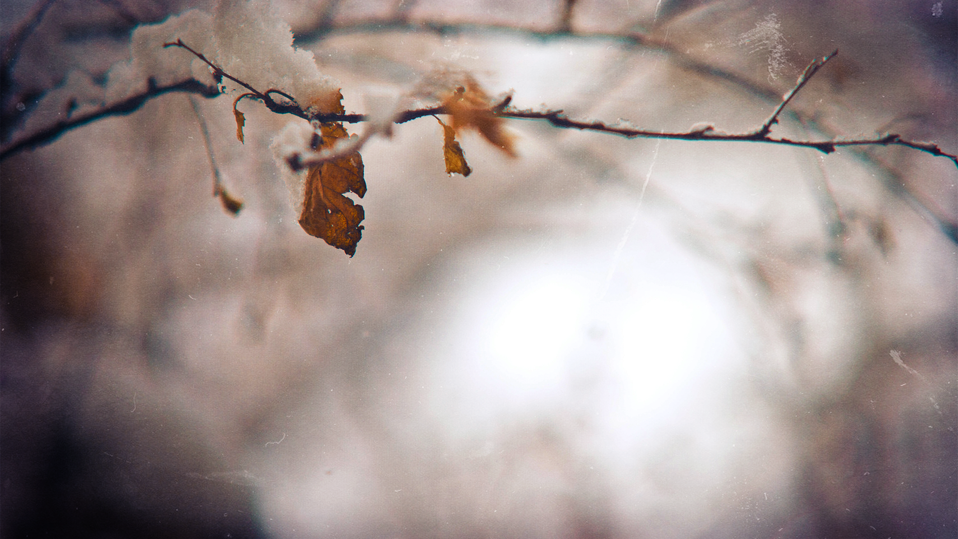 Wallpaper, sunlight, nature, reflection, plants, snow, winter, branch, morning, grunge, blossom, spring, Freezing, light, tree, autumn, leaf, flower, weather, plant, season, 1920x1080 px, close up, macro photography 1920x1080