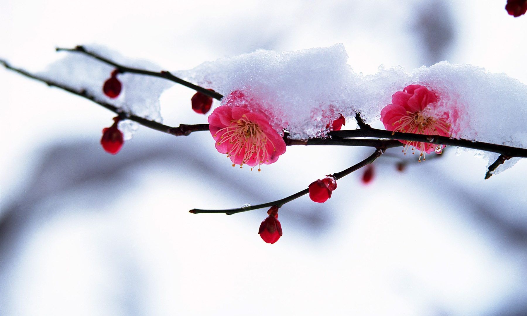 Blue Winter Flowers Wallpapers Wallpaper Cave