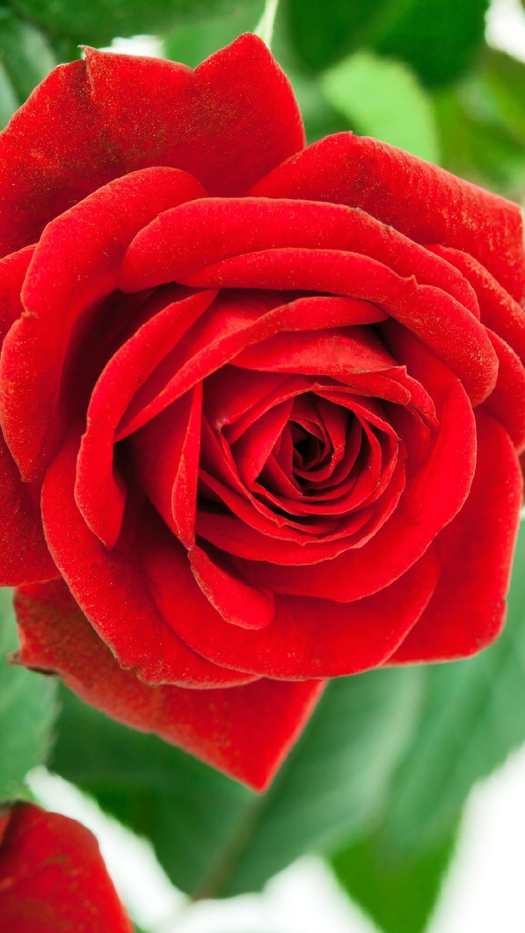 Red Rose Samsung Galaxy A42 HD Wallpaper Download. Red roses, Samsung wallpaper, Rose