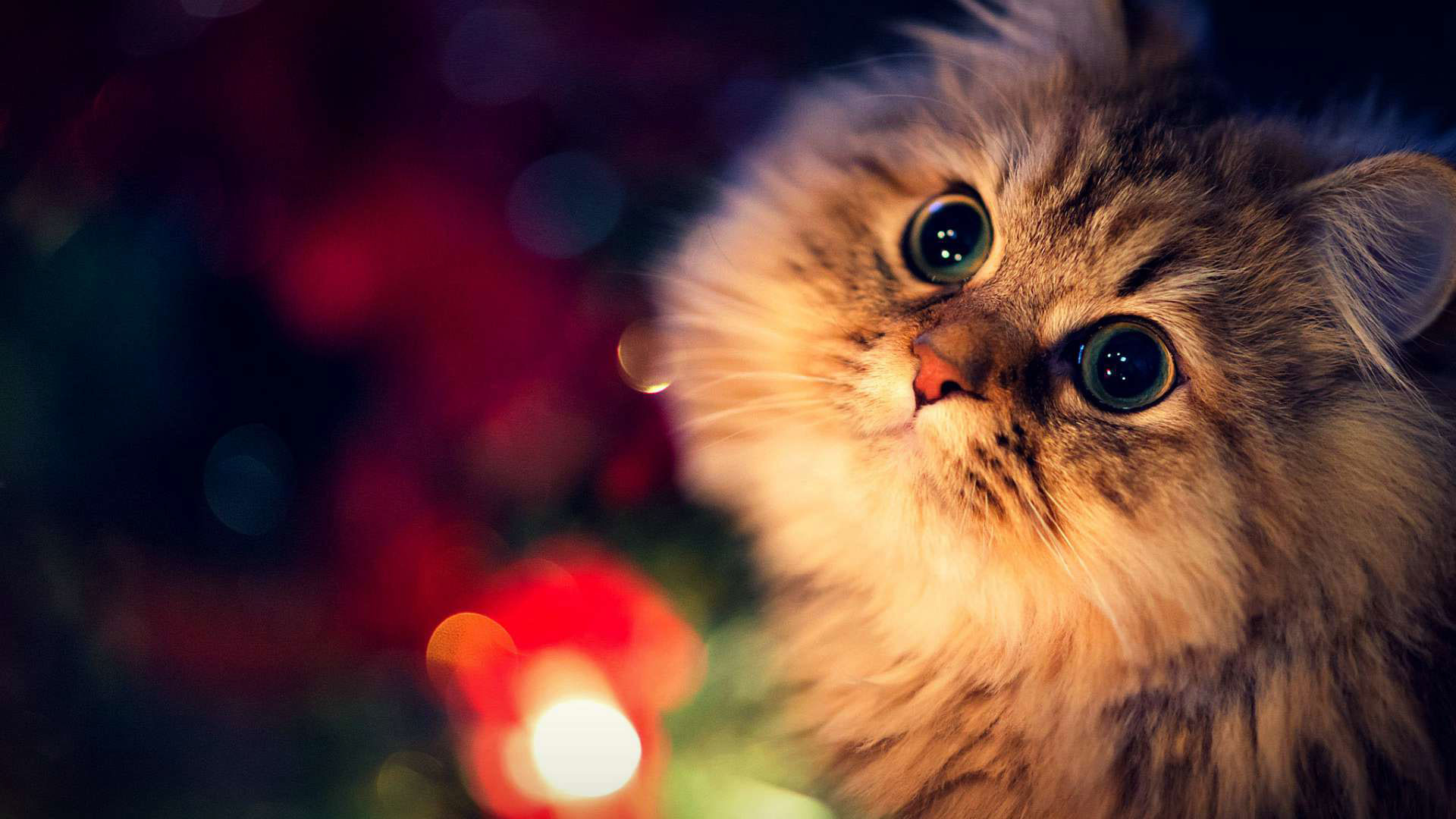 Cute Animal Christmas Wallpaper